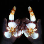 Mariposa Mudra